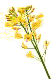 Canola_Plant_Side_BH_LR_RGB