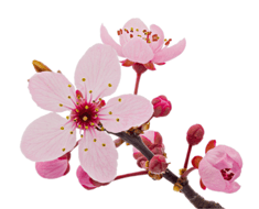 cherryblossom